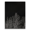 Featured image 1 for Midnight Aspens - Aspen CO