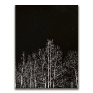 Midnight Aspens - Aspen CO