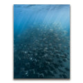 Featured image 1 for Mobula Fever - La Ventana - Mexico