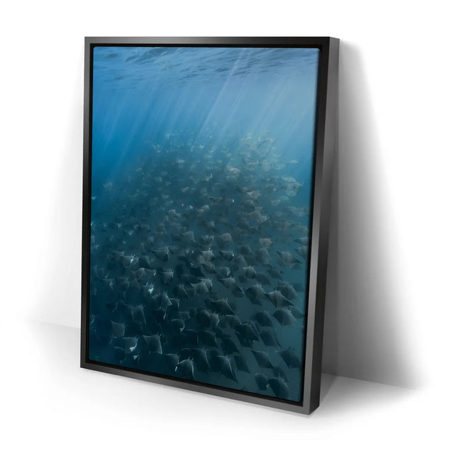 Featured image 2 for Mobula Fever - La Ventana - Mexico