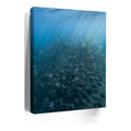 Thumbnail image 3 for Mobula Fever - La Ventana - Mexico