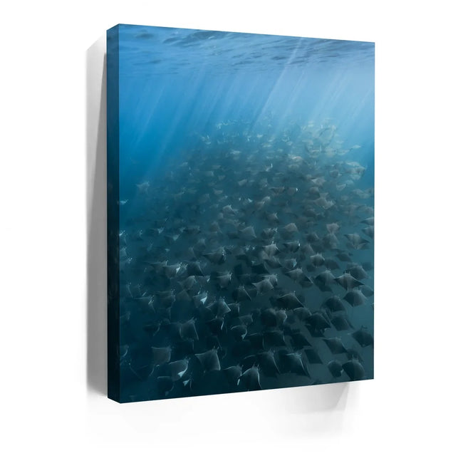 Featured image 3 for Mobula Fever - La Ventana - Mexico