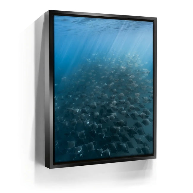 Featured image 6 for Mobula Fever - La Ventana - Mexico