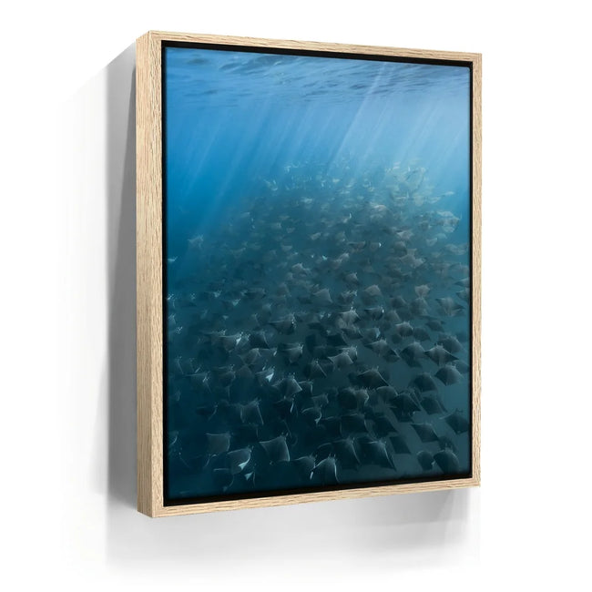 Featured image 10 for Mobula Fever - La Ventana - Mexico