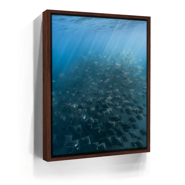 Featured image 11 for Mobula Fever - La Ventana - Mexico