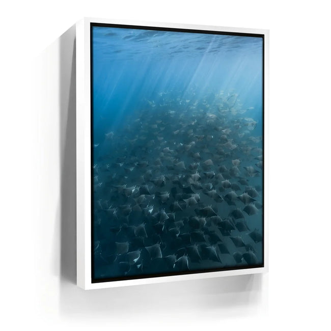 Featured image 7 for Mobula Fever - La Ventana - Mexico