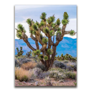 Mojave Spirit