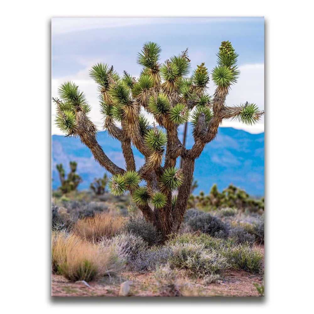 Featured image 1 for Mojave Spirit