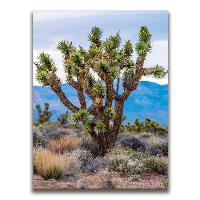 Featured image 1 for Mojave Spirit