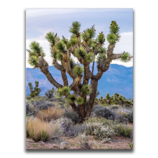Mojave Spirit