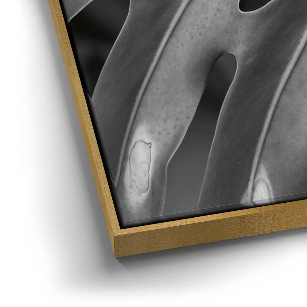 Featured image 12 for Monstera - Black And White - Maui, HI
