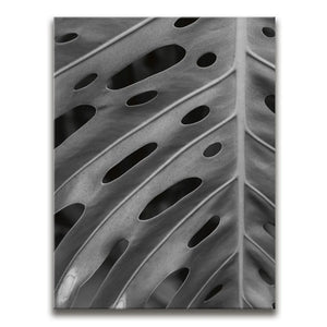 Monstera - Black And White - Maui, HI