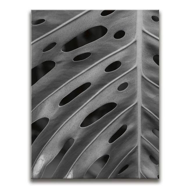 Featured image 1 for Monstera - Black And White - Maui, HI