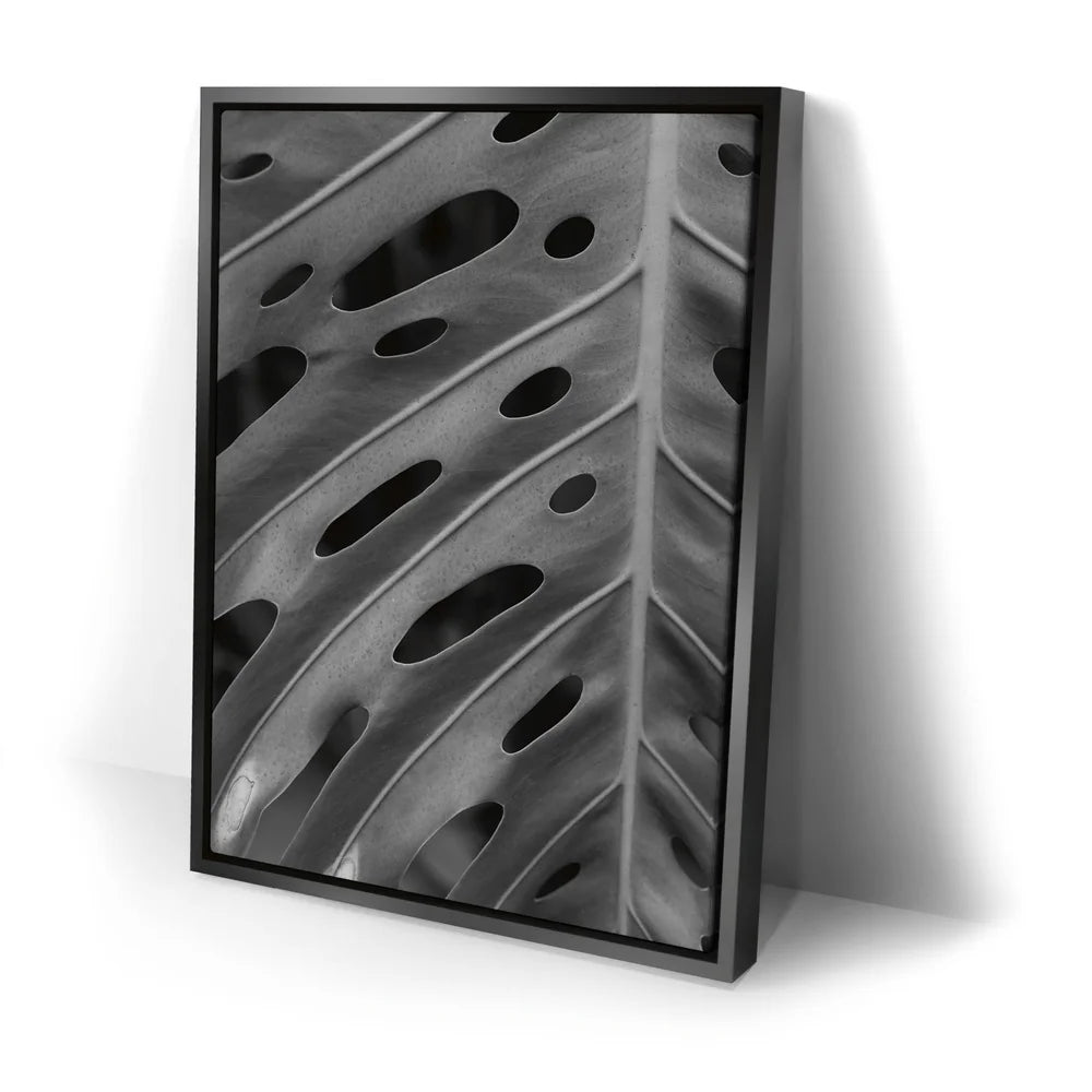 Featured image 2 for Monstera - Black And White - Maui, HI