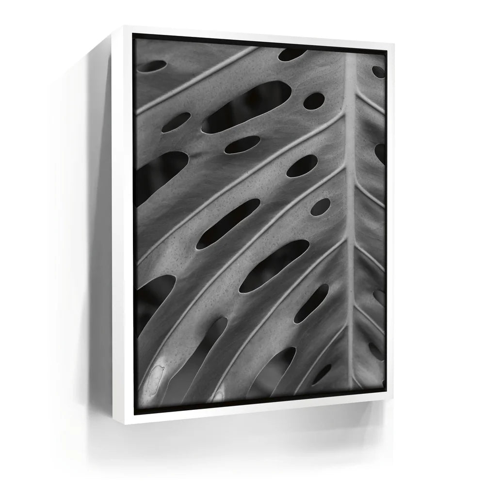 Featured image 6 for Monstera - Black And White - Maui, HI