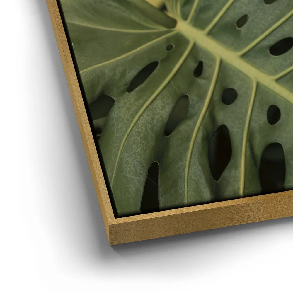 Featured image 12 for Monstera Visitor - Maui, HI