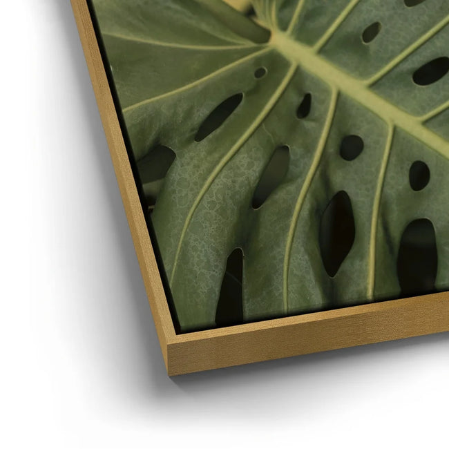 Featured image 12 for Monstera Visitor - Maui, HI