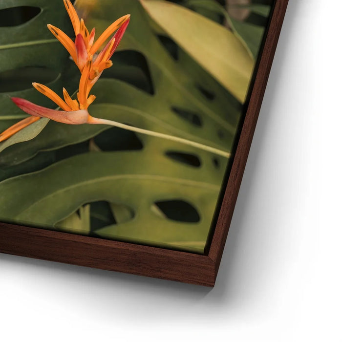 Featured image 14 for Monstera Visitor - Maui, HI