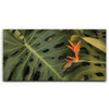 Featured image 1 for Monstera Visitor - Maui, HI