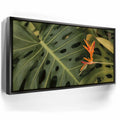 Featured image 5 for Monstera Visitor - Maui, HI
