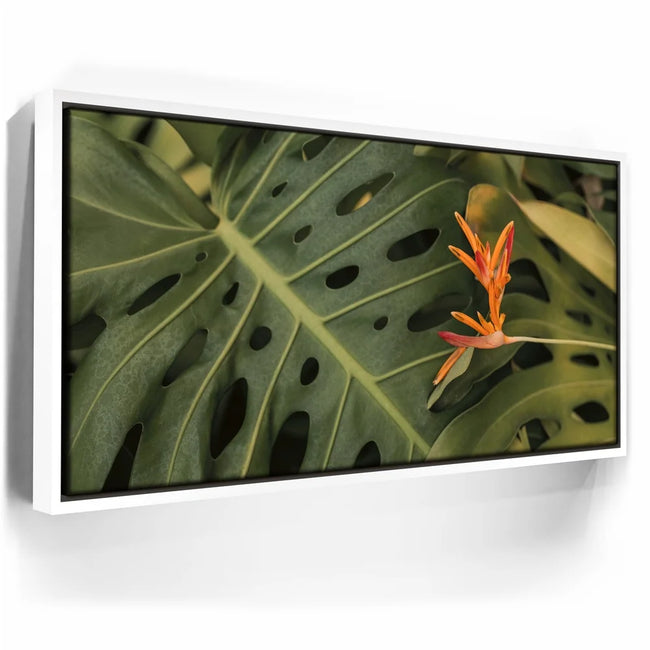 Featured image 6 for Monstera Visitor - Maui, HI