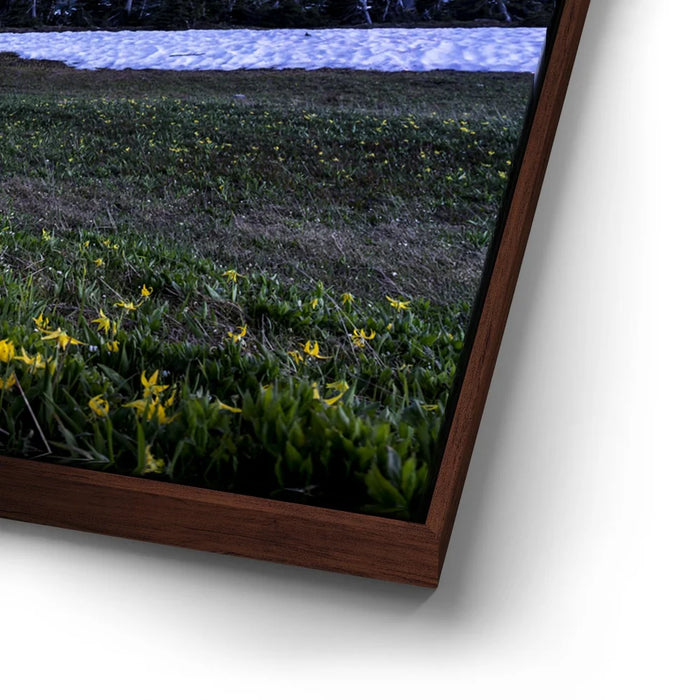 Featured image 14 for Moonlit Meadow