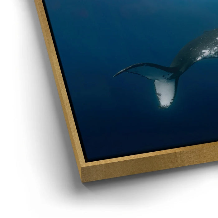 Featured image 12 for Moorea Humpback - Tahiti