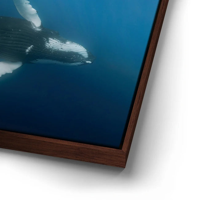 Featured image 14 for Moorea Humpback - Tahiti