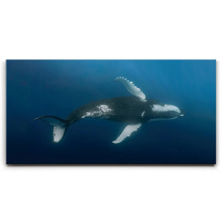 Moorea Humpback - Tahiti
