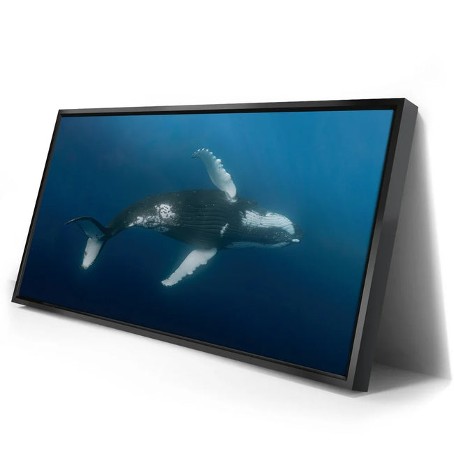 Featured image 2 for Moorea Humpback - Tahiti