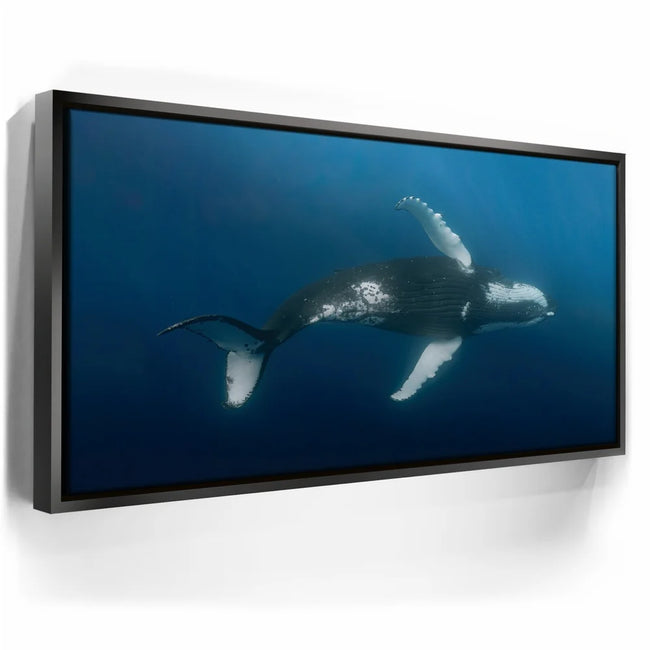 Featured image 5 for Moorea Humpback - Tahiti