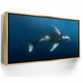 Featured image 7 for Moorea Humpback - Tahiti