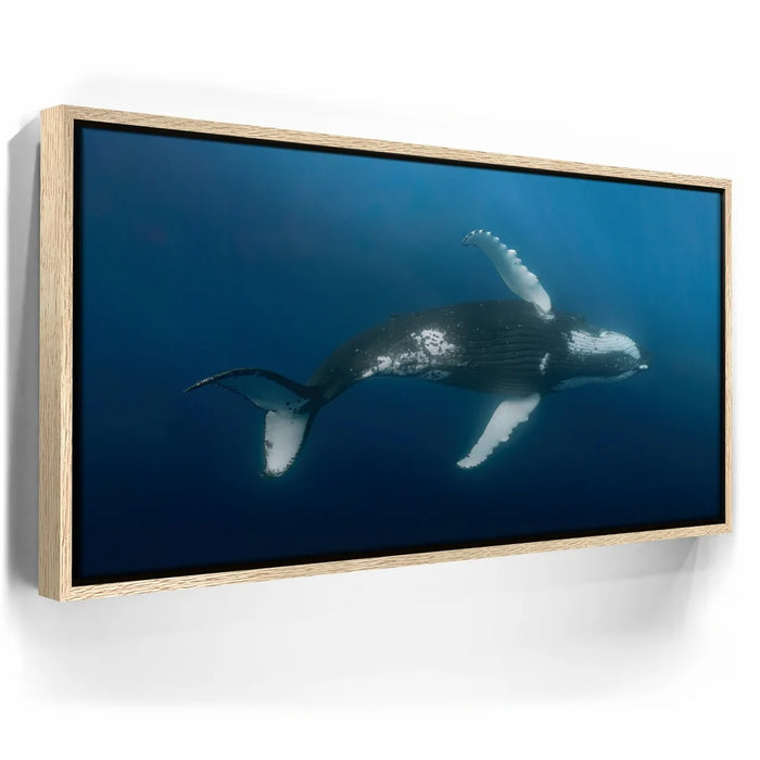 Featured image 9 for Moorea Humpback - Tahiti