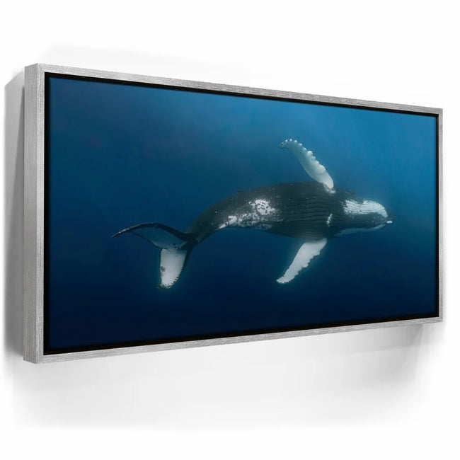 Featured image 8 for Moorea Humpback - Tahiti