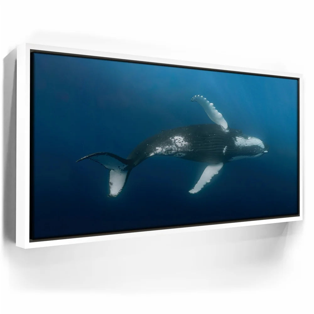 Featured image 6 for Moorea Humpback - Tahiti