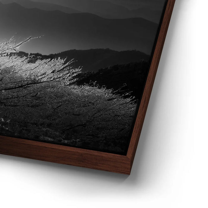 Featured image 14 for Mount Fuji Cherry Blossom Sunrise - B & W