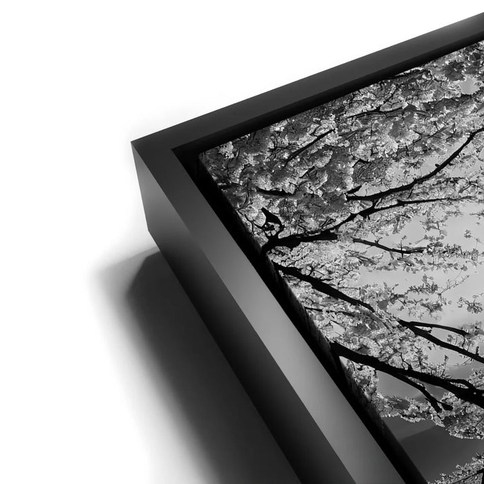 Featured image 11 for Mount Fuji Cherry Blossom Sunrise - B & W