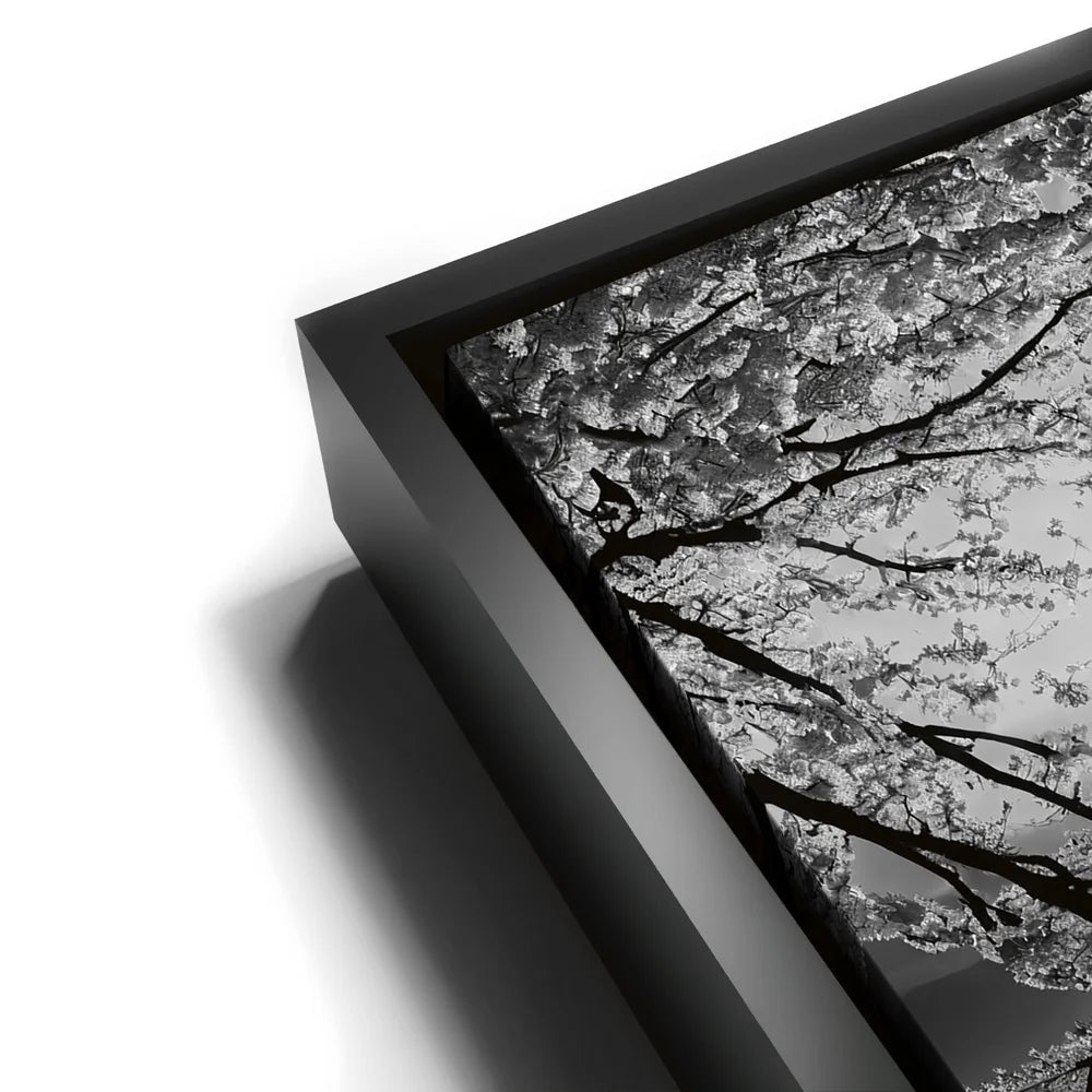 Featured image 11 for Mount Fuji Cherry Blossom Sunrise - B & W