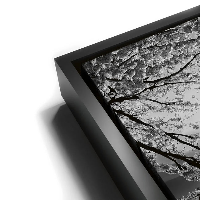 Featured image 11 for Mount Fuji Cherry Blossom Sunrise - B & W