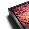 Thumbnail image 11 for Mount Fuji Cherry Blossom Sunrise