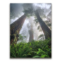 Featured image 1 for Nature's Sentinels