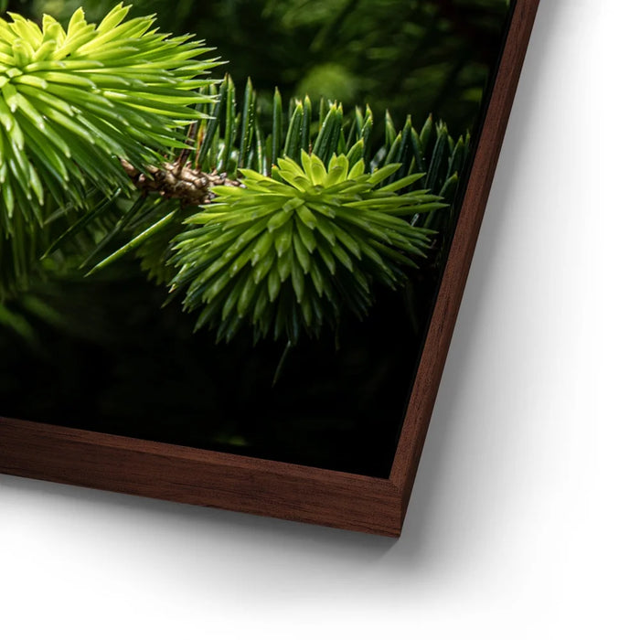 Featured image 14 for New Growth