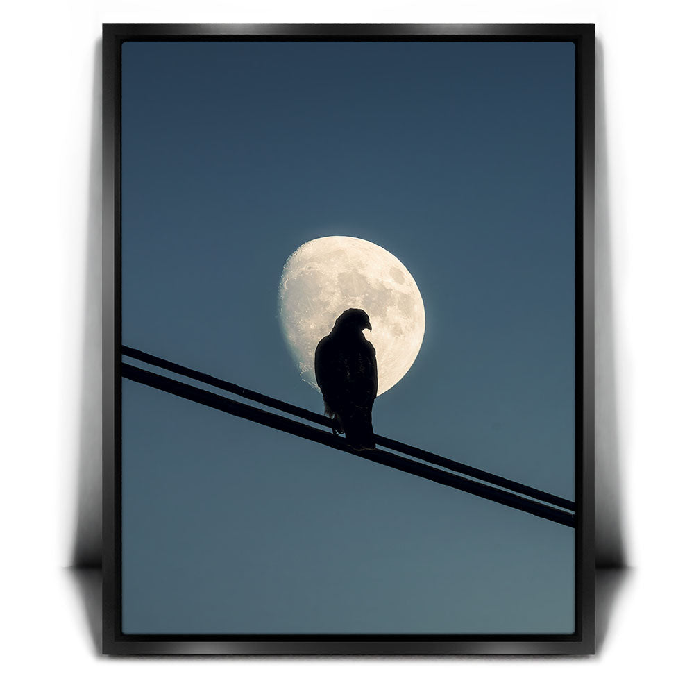Night Hawk