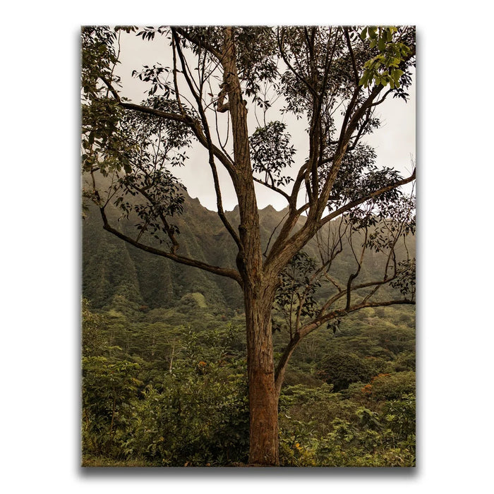 Featured image 1 for Not a Lonely Tree-Oahu, HI
