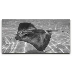 Ocean Flying B&W, Tahiti