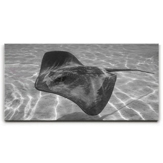 Ocean Flying B&W, Tahiti