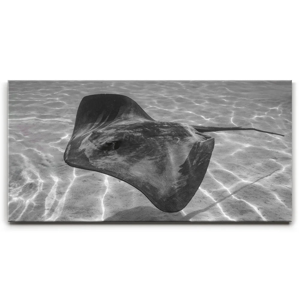 Featured image 1 for Ocean Flying B&W, Tahiti