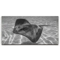 Featured image 1 for Ocean Flying B&W, Tahiti