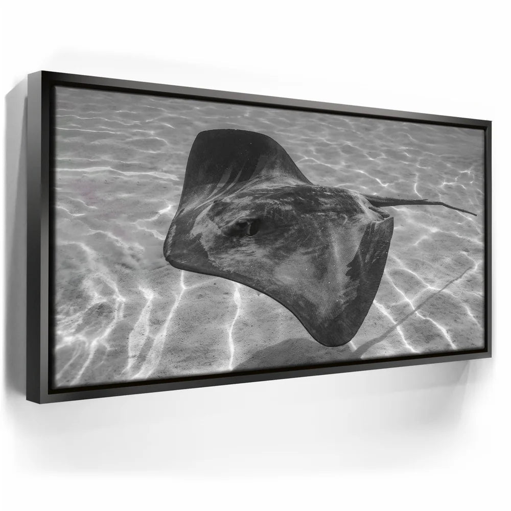 Featured image 5 for Ocean Flying B&W, Tahiti