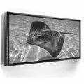 Featured image 5 for Ocean Flying B&W, Tahiti
